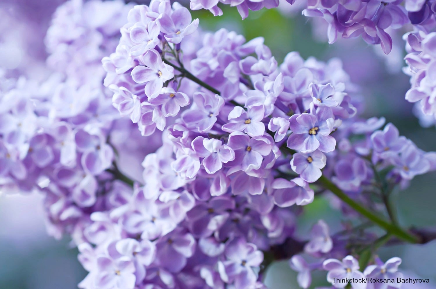 lilacs