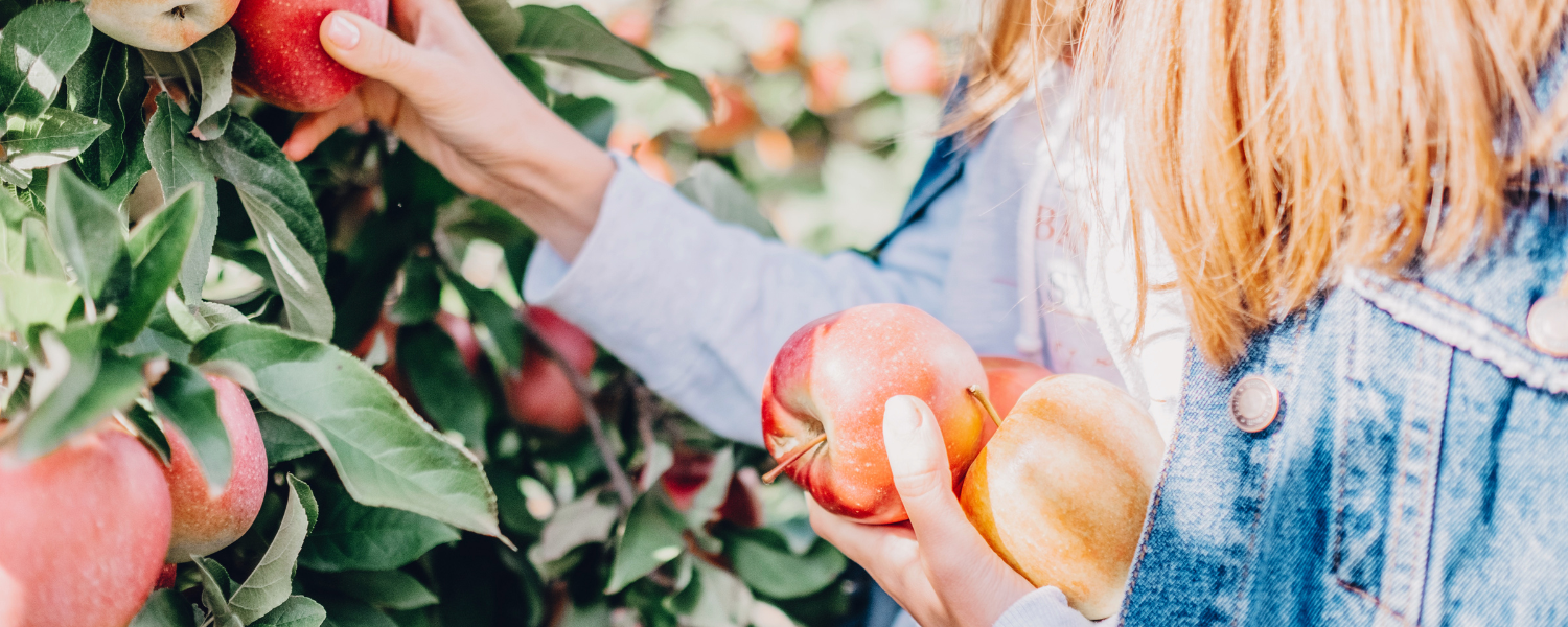 Apple Picking in Michigan